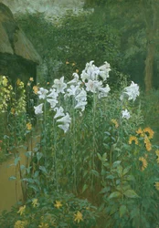 Madonnenlilien im Garten